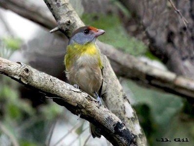 JUAN CHIVIRO (Cychlarhis gujanensis) - Parque Rivera-MONTEVIDEO (Junio 2011)